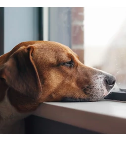 “He gets good quality food, but he’s still sick…” Why isn’t premium food enough?