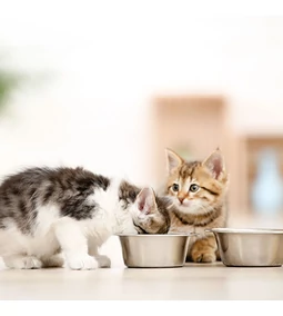  The microbiome – the invisible guardian of pet health