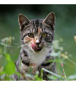  Fermentation: the living science that has shaped our health for thousands of years