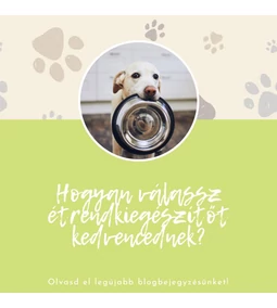 How to Choose a Dietary Supplement for Your Pet – 5 Factors You Should Definitely Consider