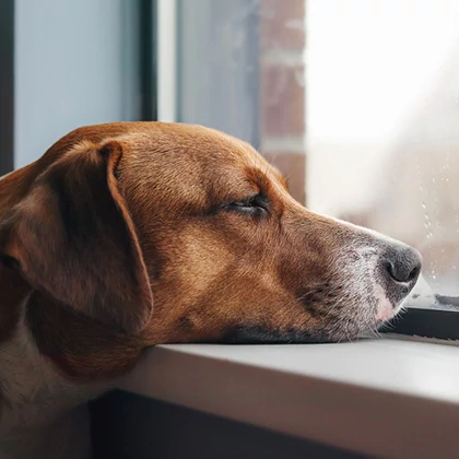 “He gets good quality food, but he’s still sick…” Why isn’t premium food enough?