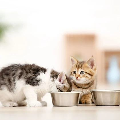  The microbiome – the invisible guardian of pet health