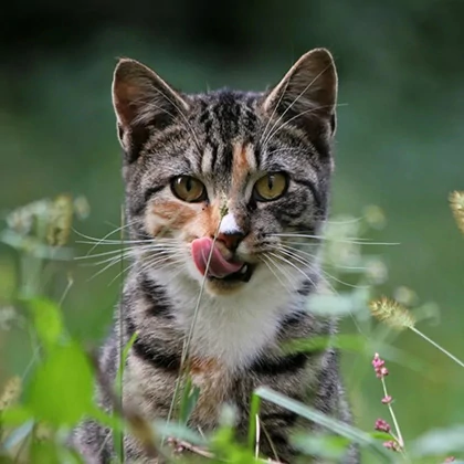  Fermentation: the living science that has shaped our health for thousands of years